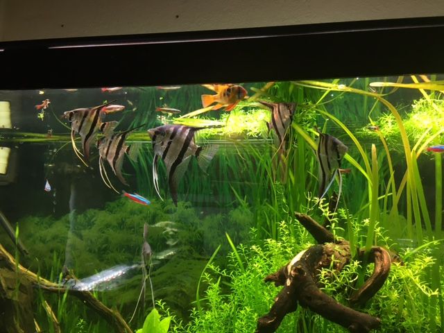 6 Columbian Angels.JPG