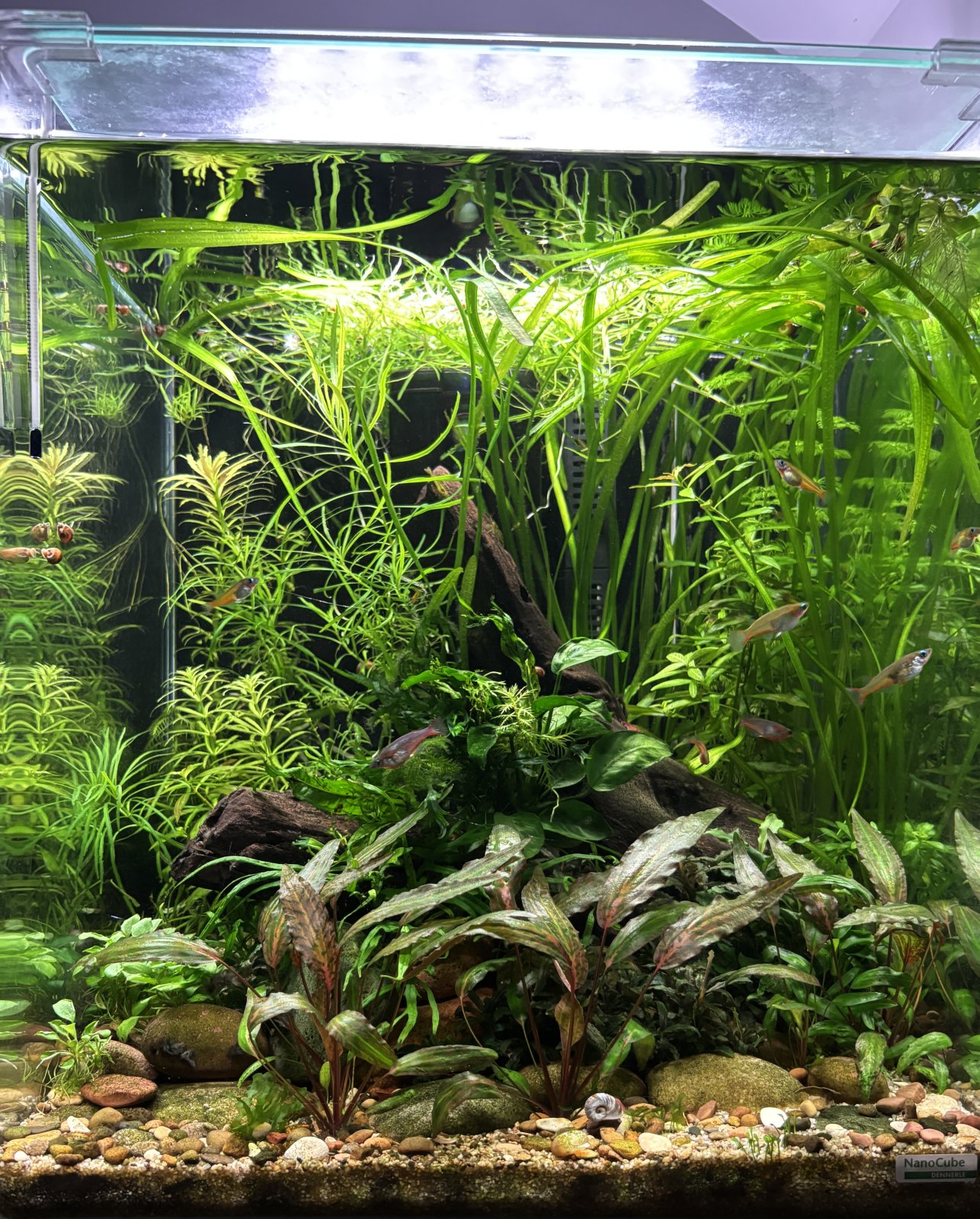 60l.jpg