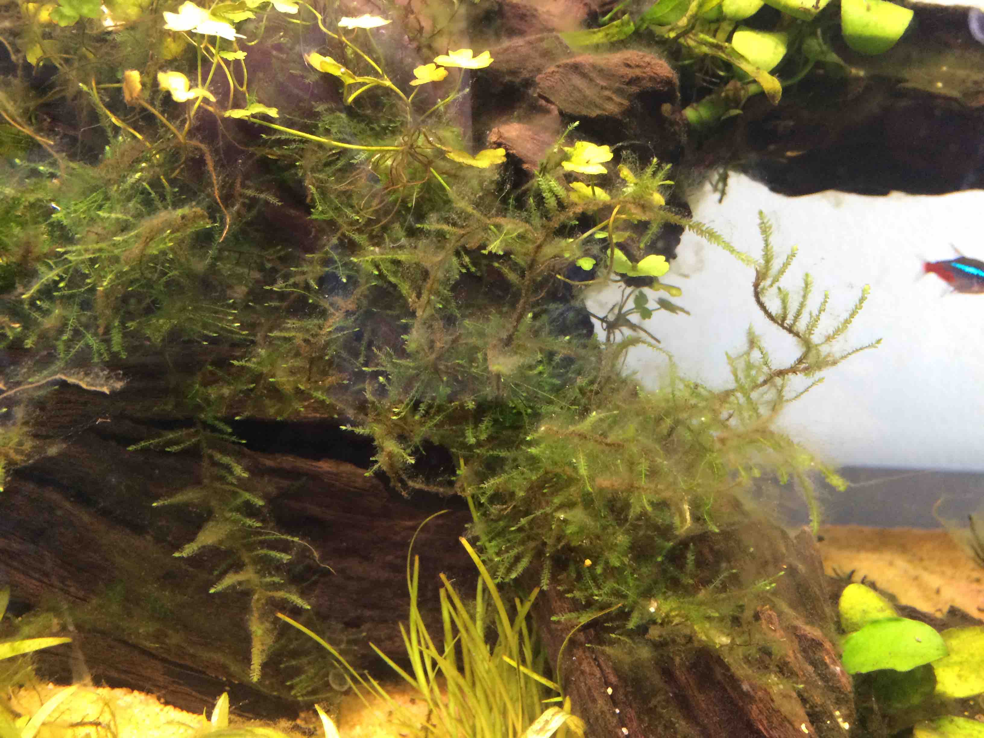 Green hair AND Blue Green algae in planted tank - please help! | Tropical  Fish Forums 🐠