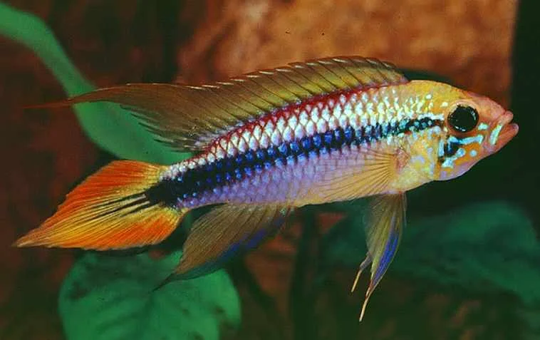 Agassizs-Dwarf-Cichlid-Apistogramma-agassizii.webp