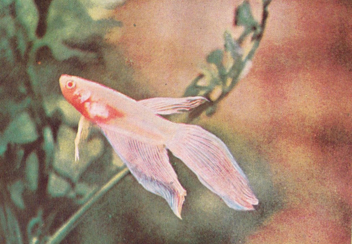 albino.jpg