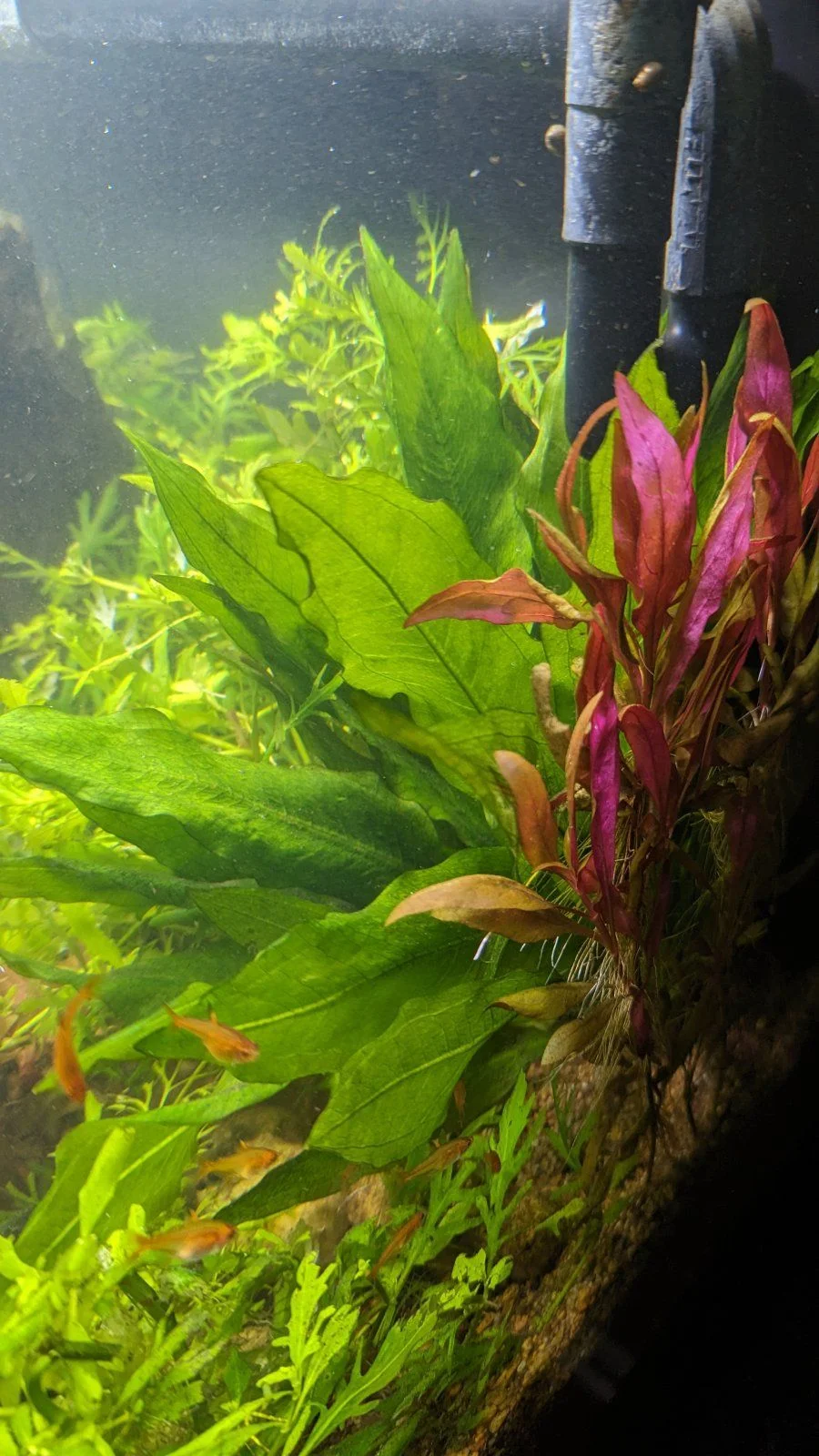amazonswordfrom15gal10Feb24.webp