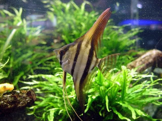 angefish juv.jpg