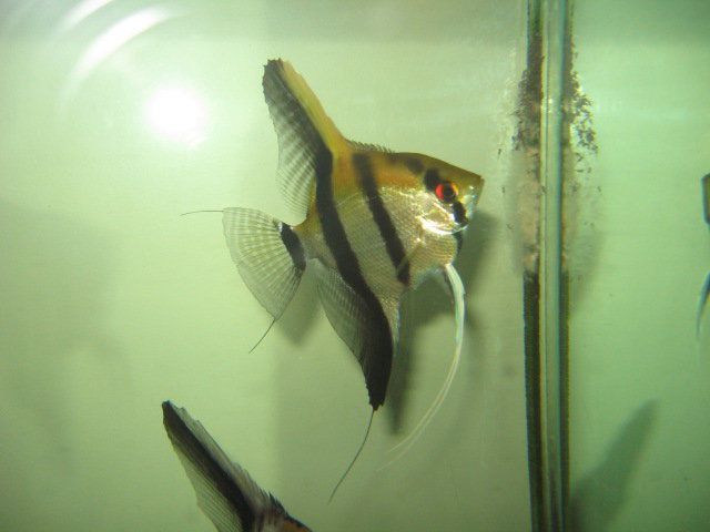 angel fish babies.jpg