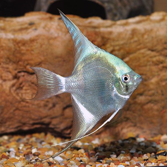 angelfish adult.jpg