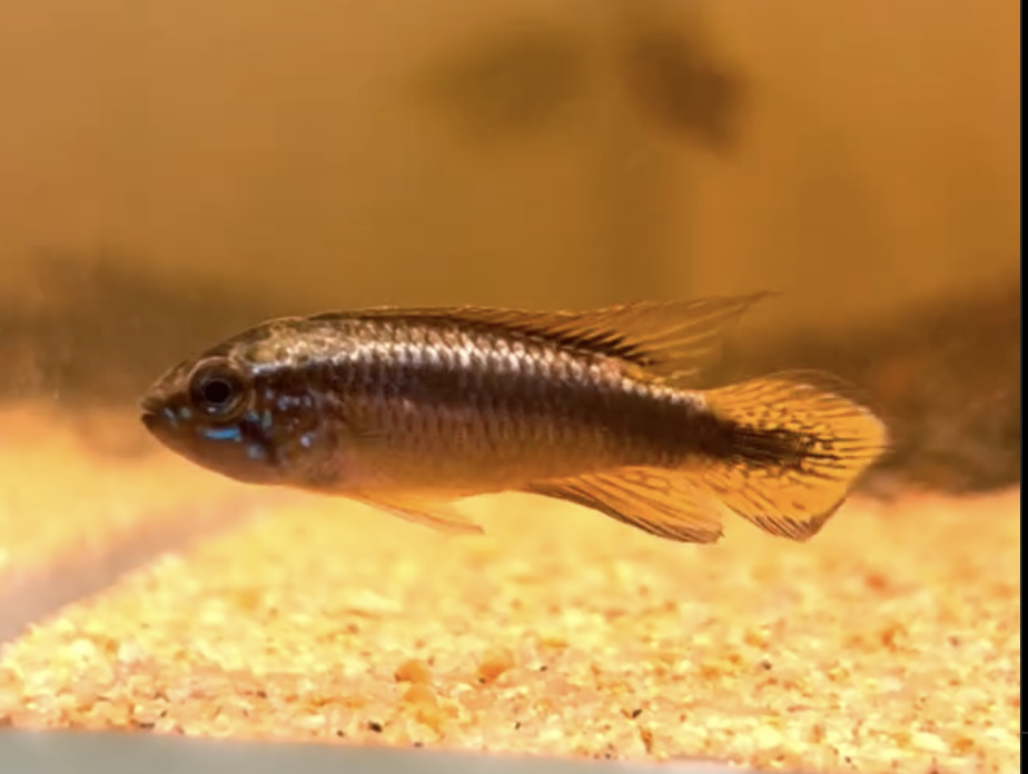 apisto.png