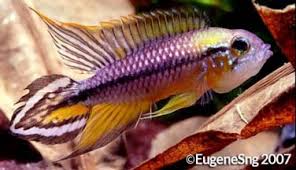 apistogramma.jpg