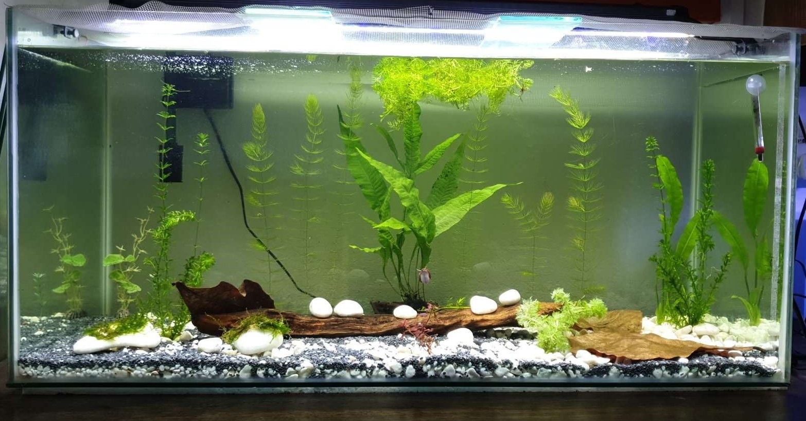 aquarium update limnophila aquatica and java moss.JPEG