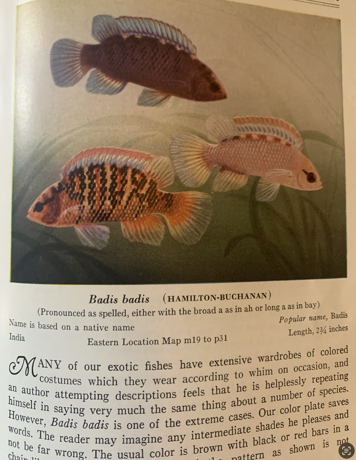 badis.png