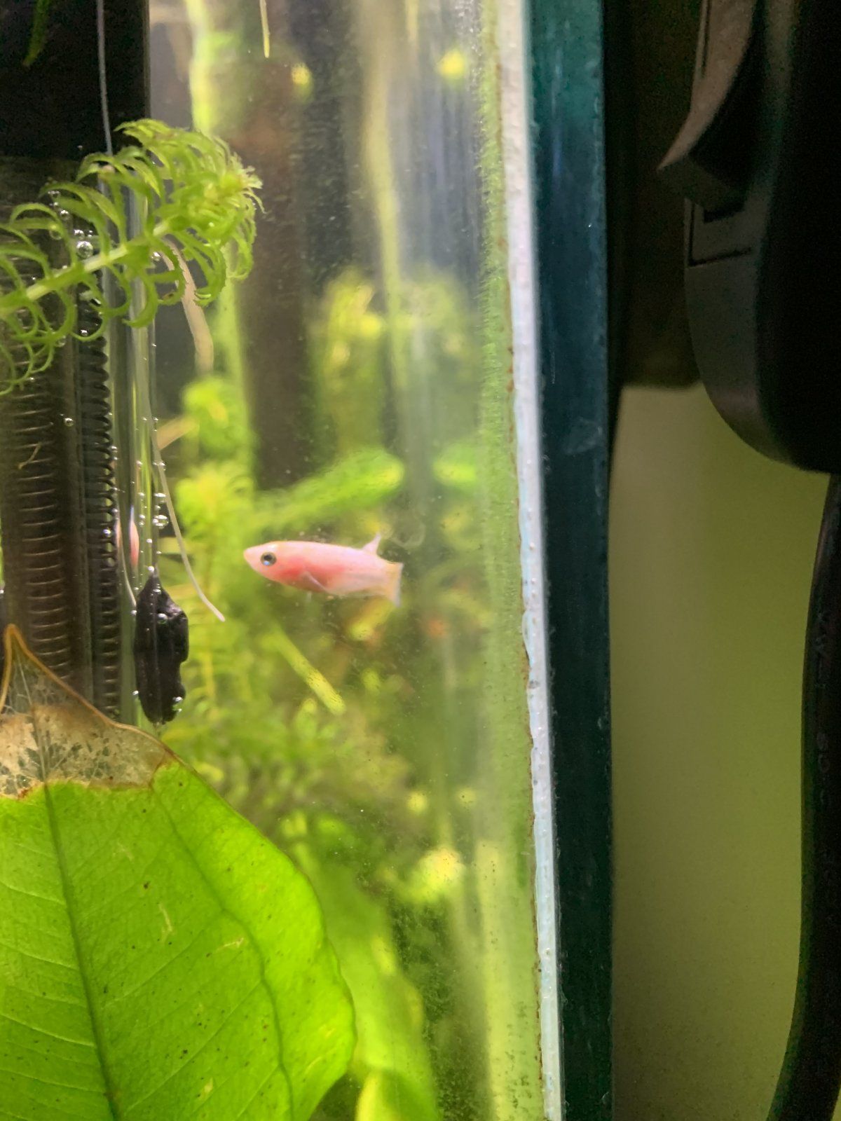 Betta2.jpg