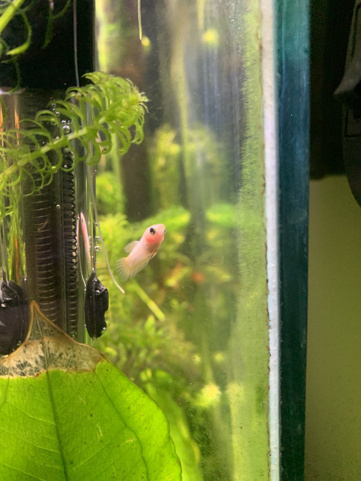 Betta3.jpg