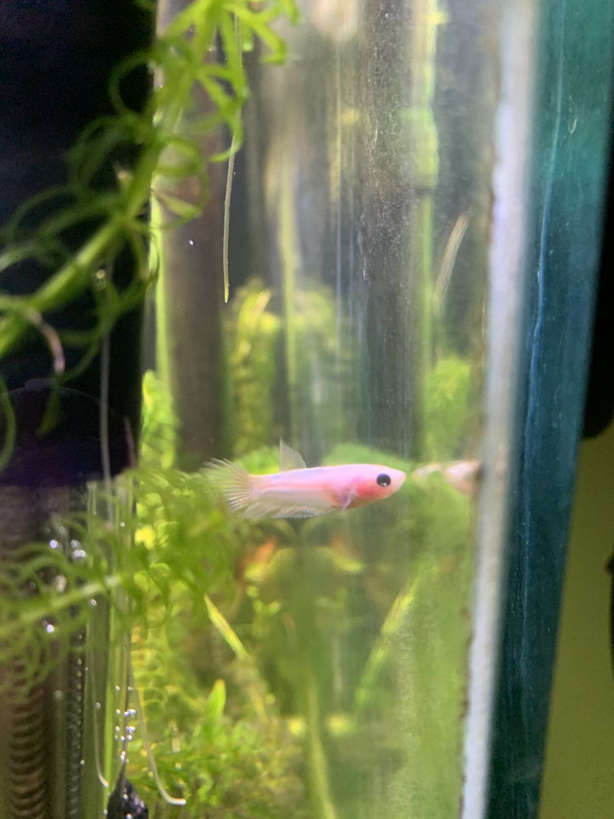 Betta5.jpg
