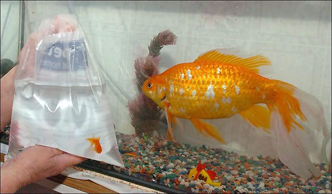biggoldfish.JPG