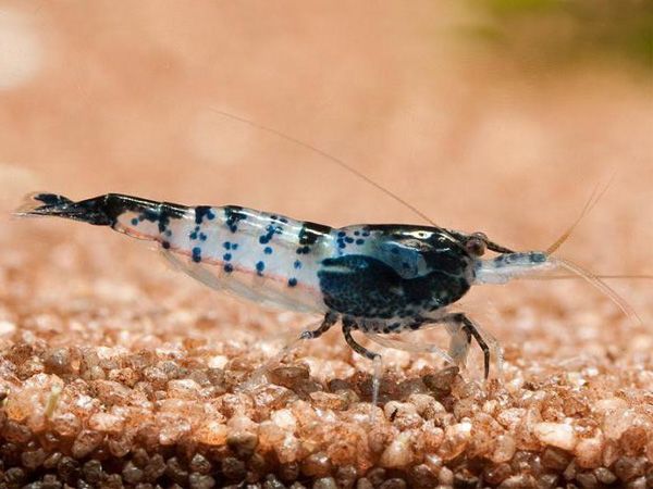 Black-Carbon-Rili-Shrimp[1].jpg