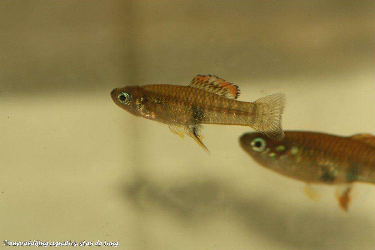 brachyrhaphis roseni 040.jpg