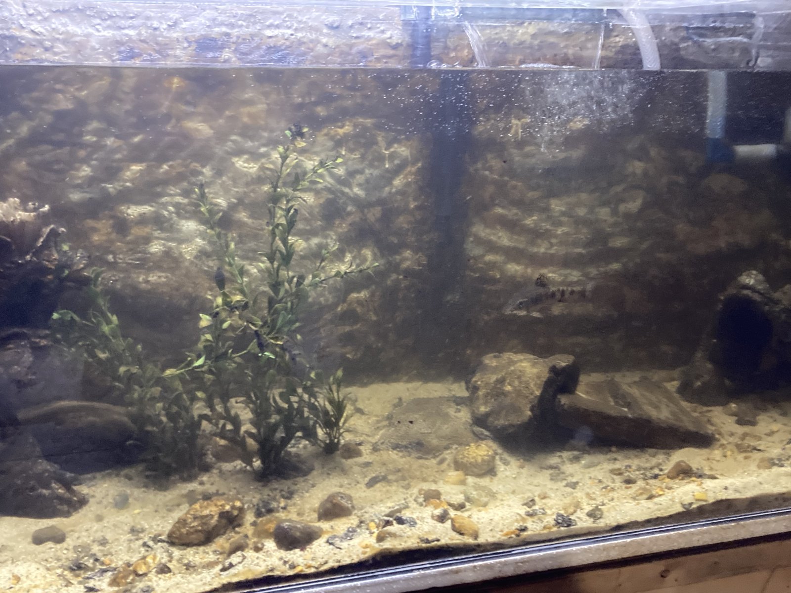 Brook trout tank 2.jpg