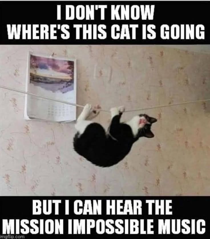 cat.jpg