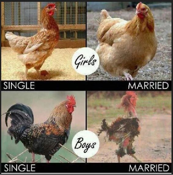 Chickens and marriage.jpg