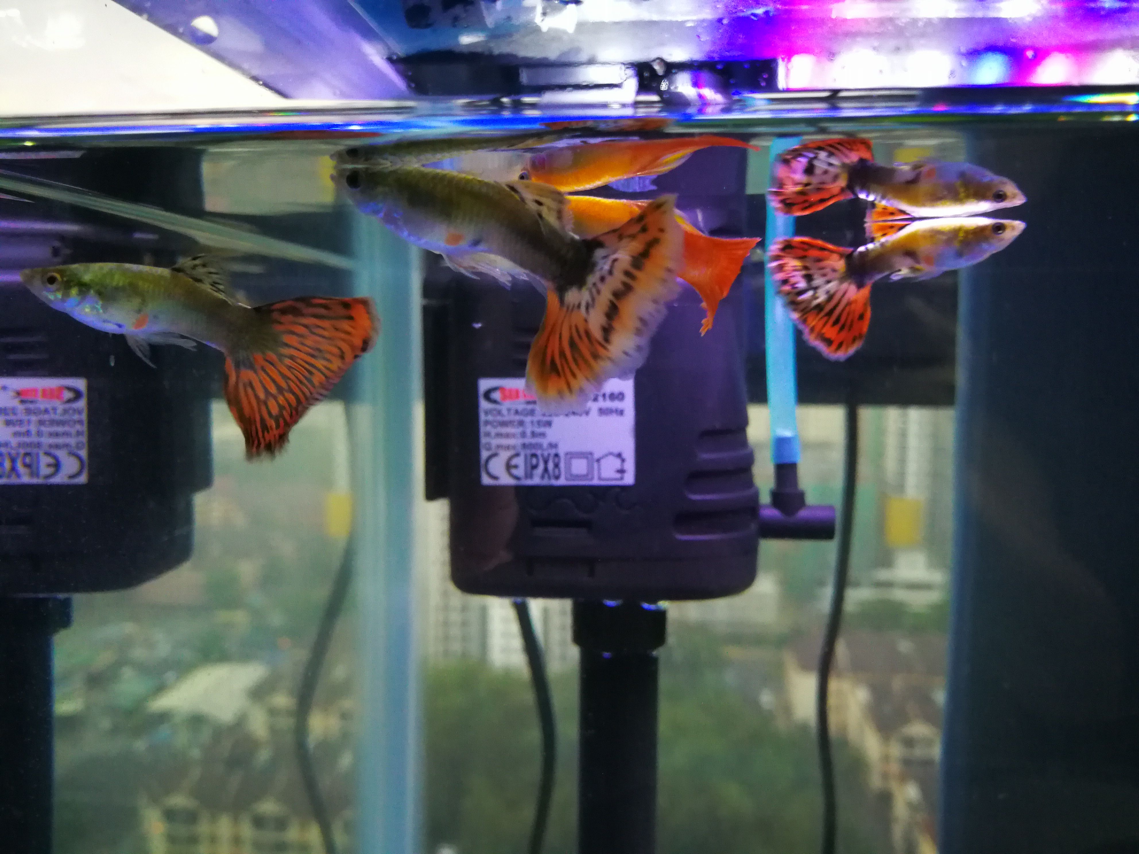 Community Fishes in 10G.jpg