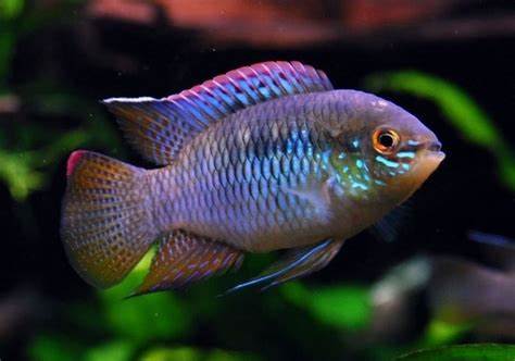 curviceps2_480x480.jpg