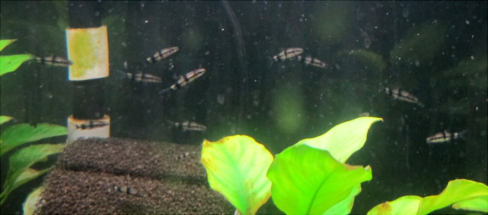 Denisonii grp #1 (1-31-26).jpg