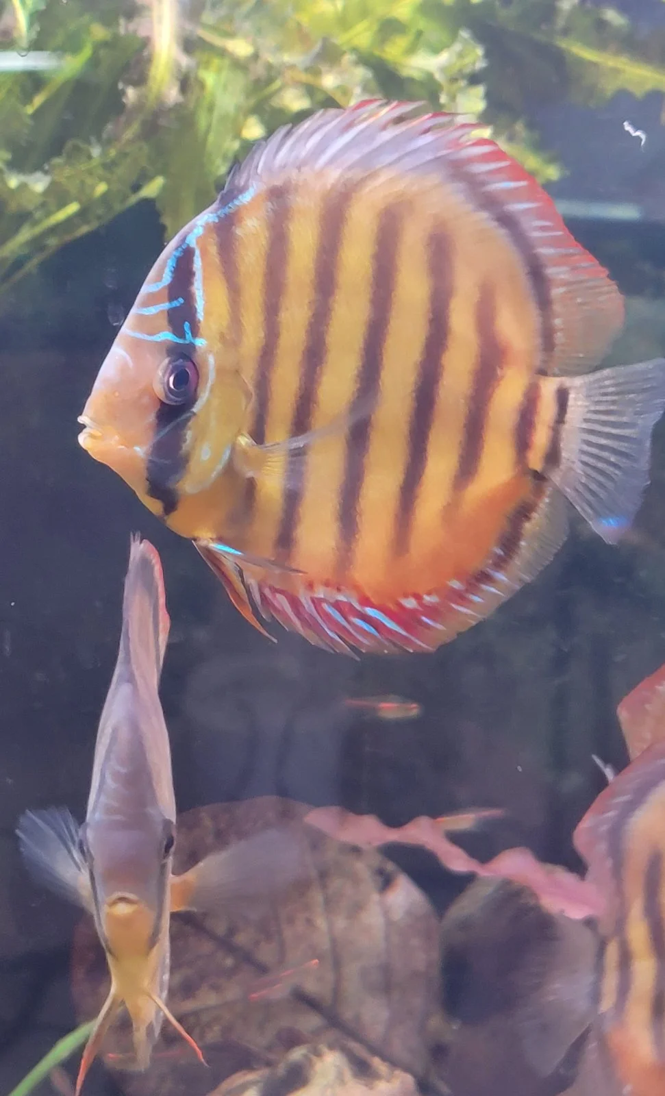 discus_oct_2024.webp