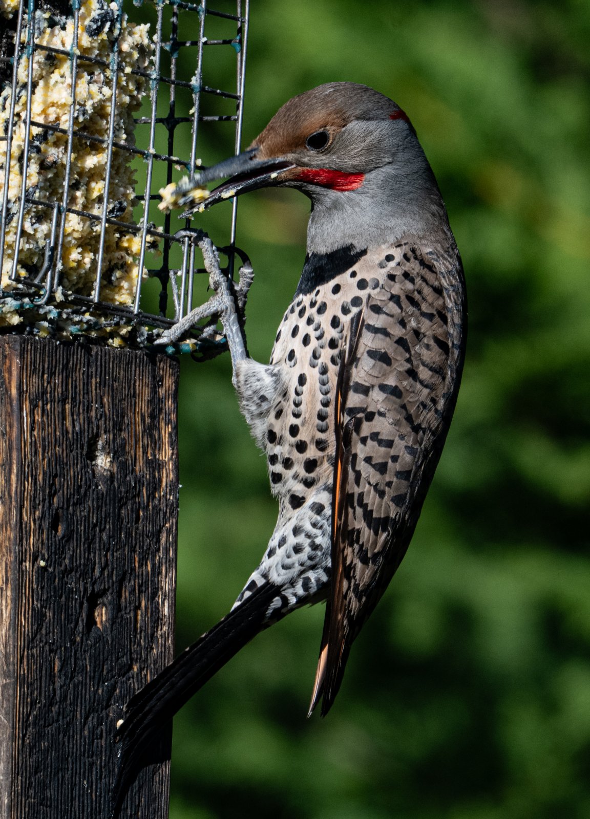 DSC_1094NorthernFlickerMaleFeeder.jpg