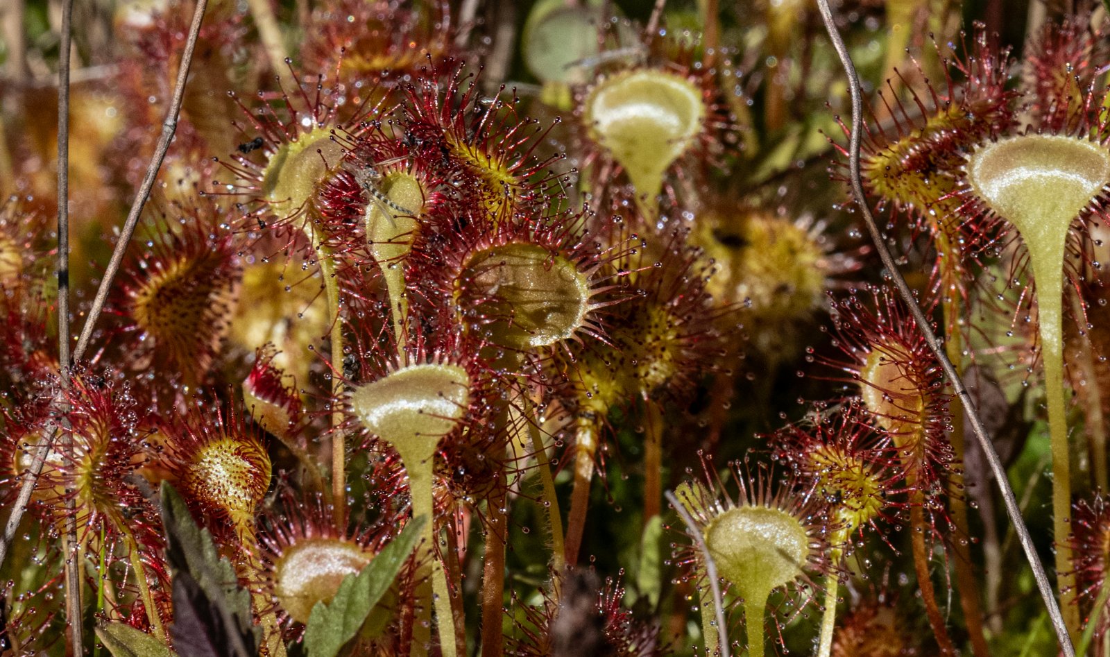 DSC_1107SundewCloseup.jpg