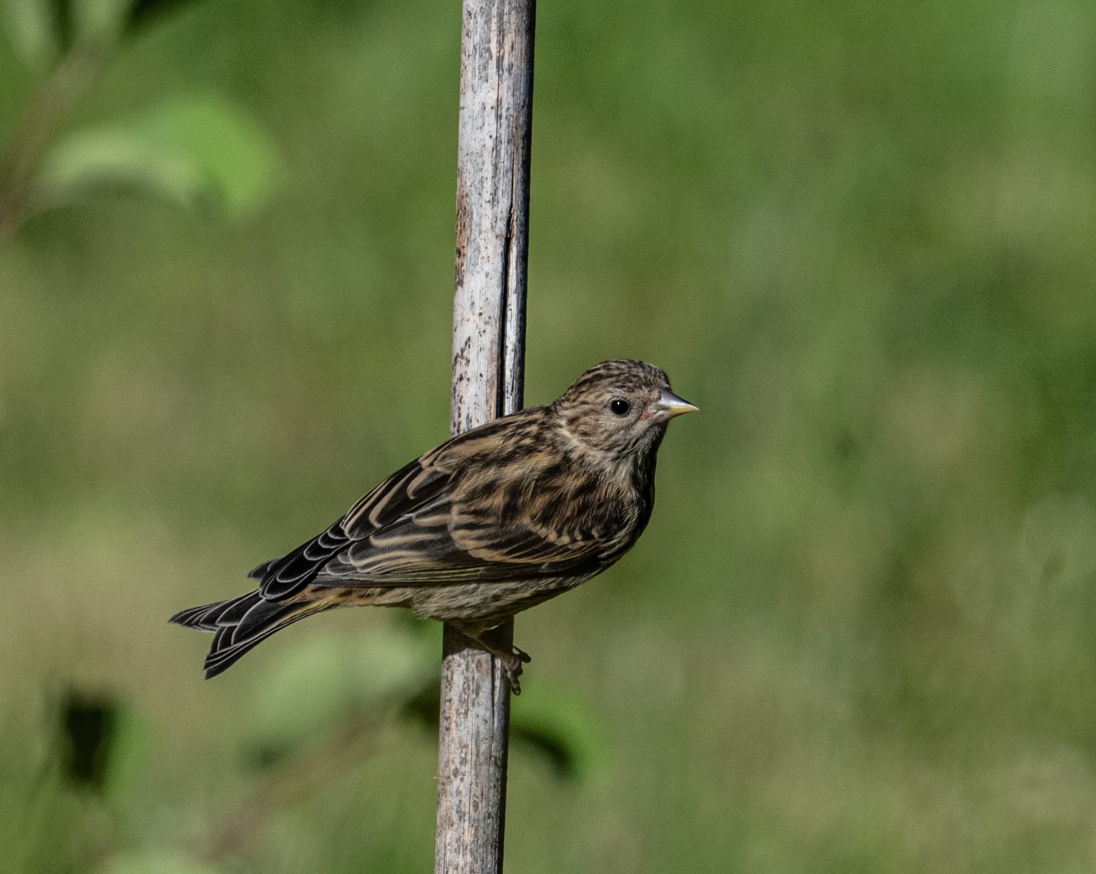DSC_1121PineSiskinFeeder.jpg