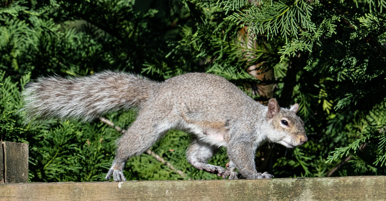 DSC_1131GraySquirrelFemale.jpg