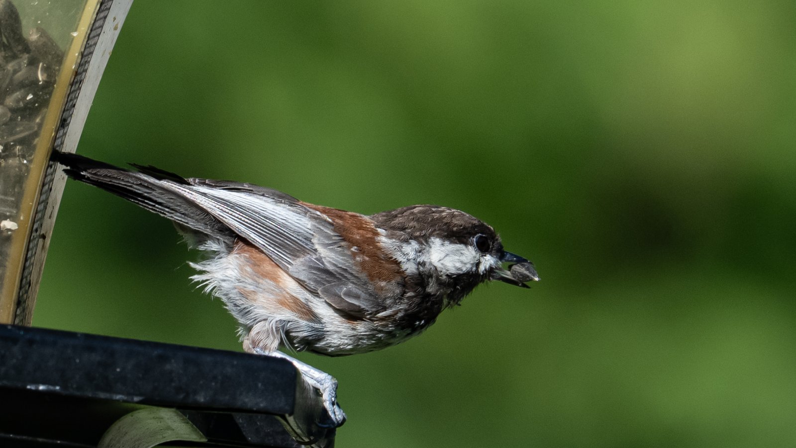 DSC_1138ChickadeeJuvenileFeeder.jpg