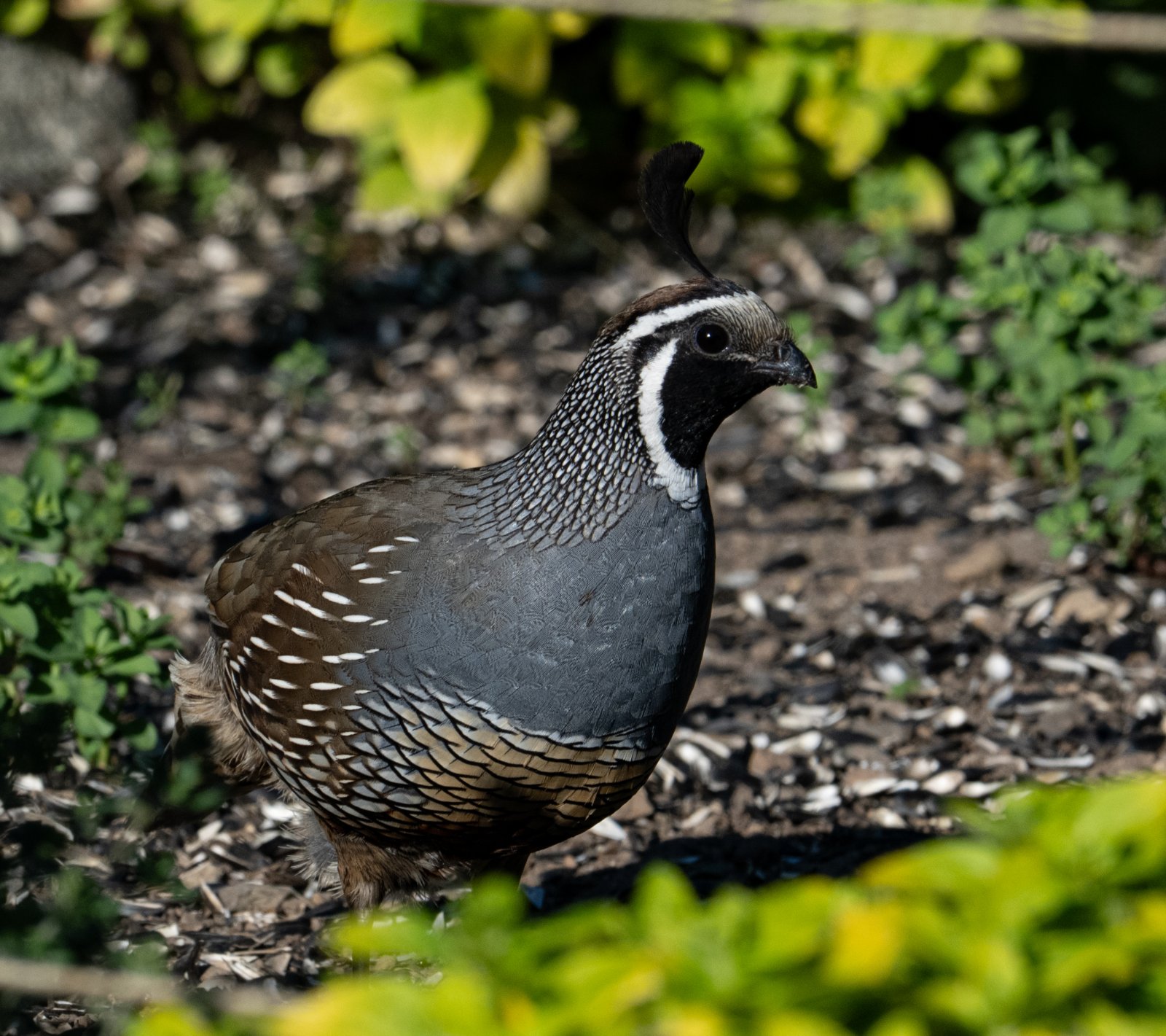 DSC_1169QuailMaleFeeder.jpg