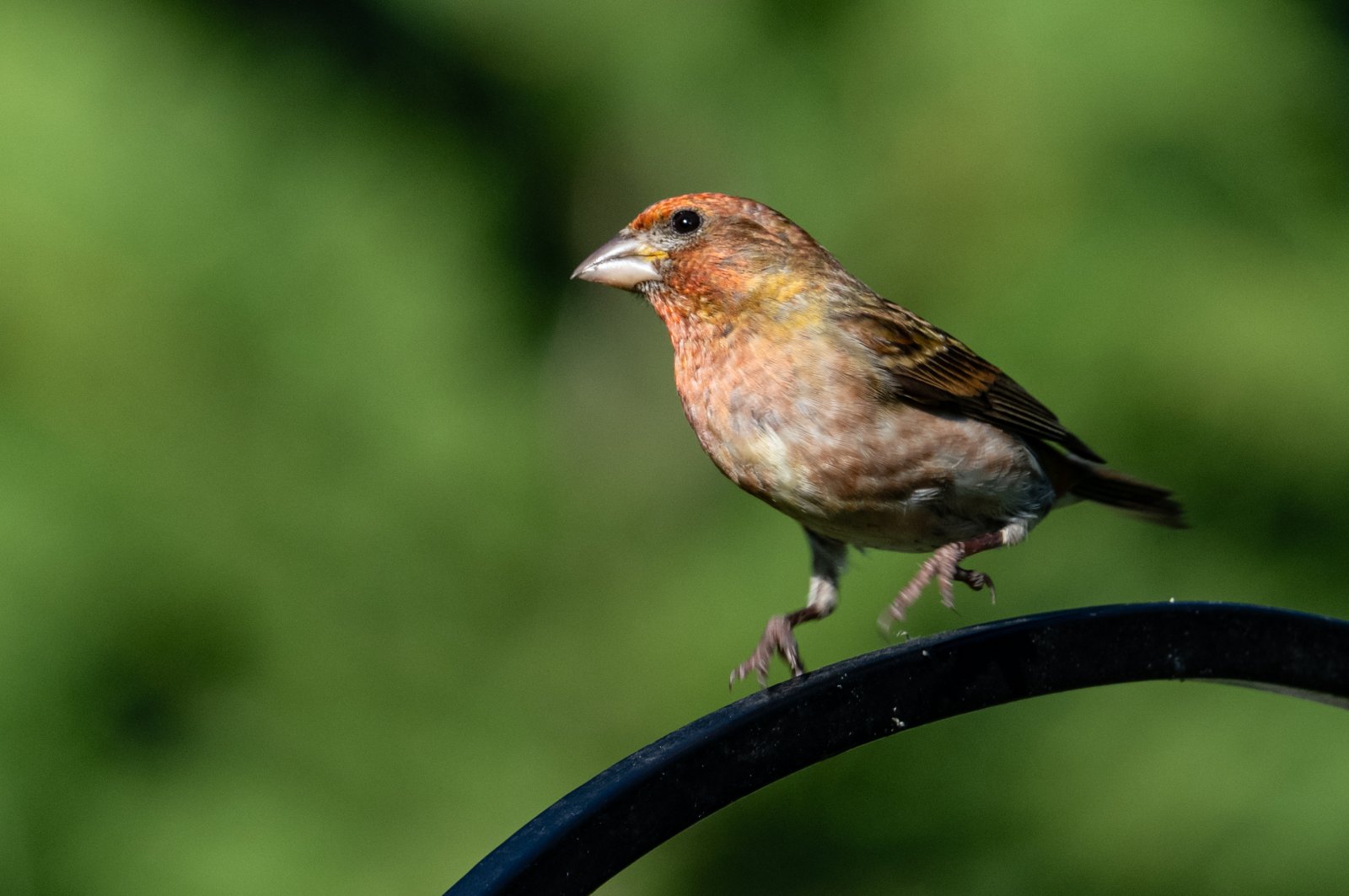 DSC_1196PFinch.jpg