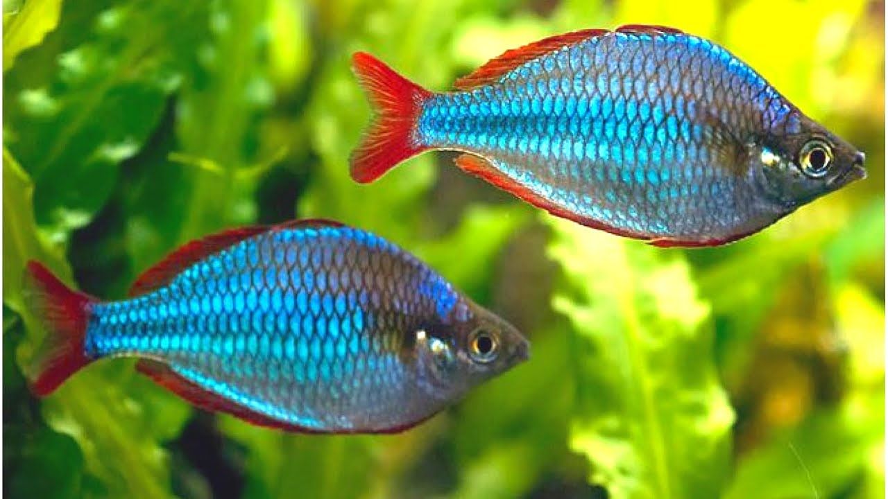 dwarf neon rainbowfish.jpg