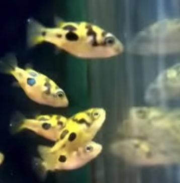 dwarf pea puffer.png