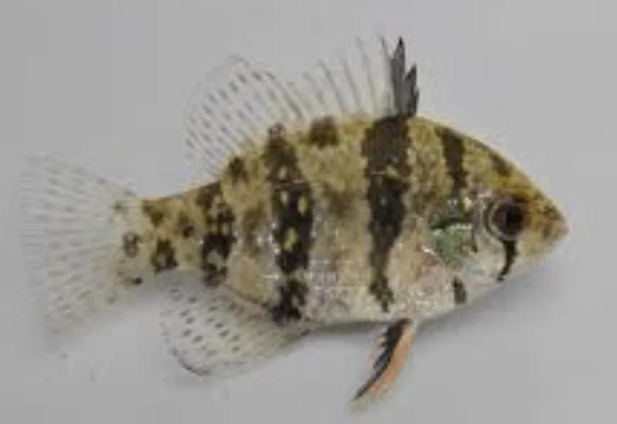 E. chaetodon.png