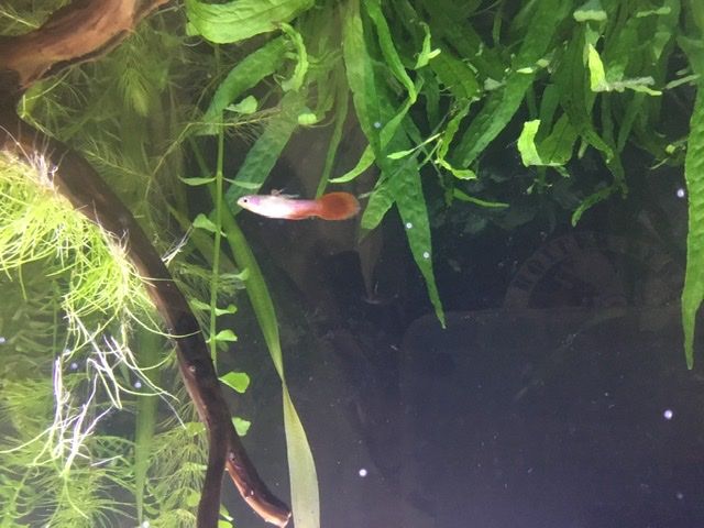 www.fishforums.net