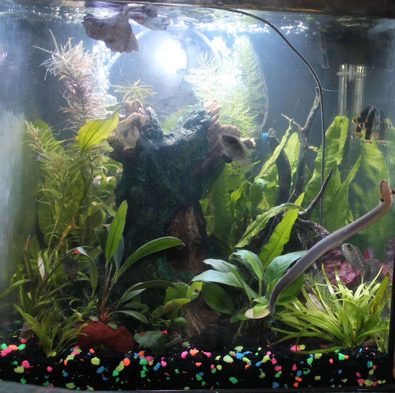 first plant trimming-small.webp
