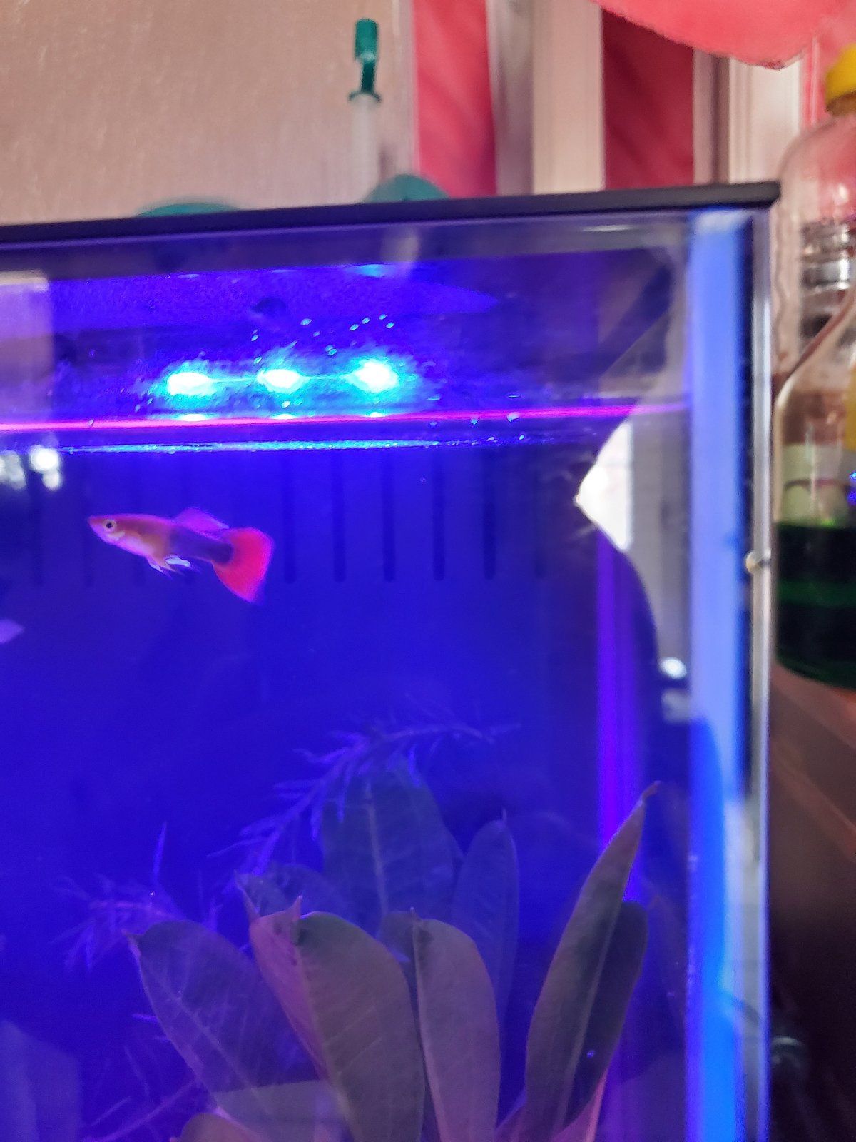 fish.jpg