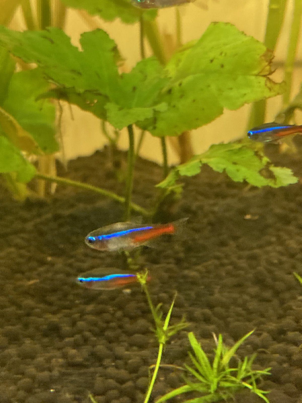 Fish02.jpg