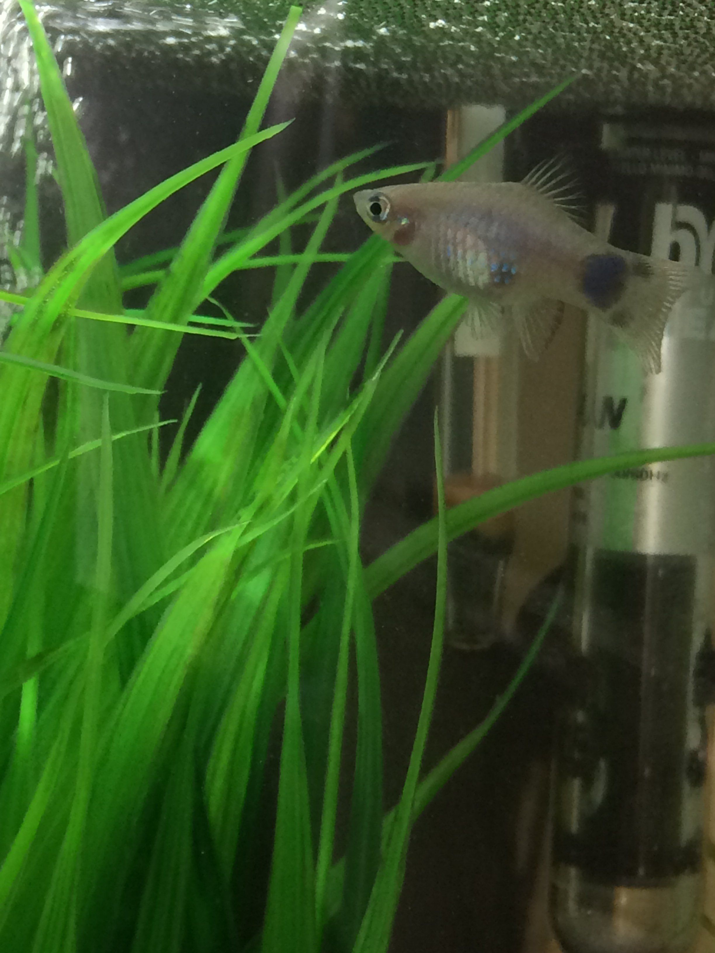 fishhh.JPG