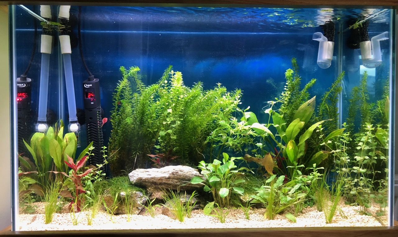 FishTank - 2.jpg