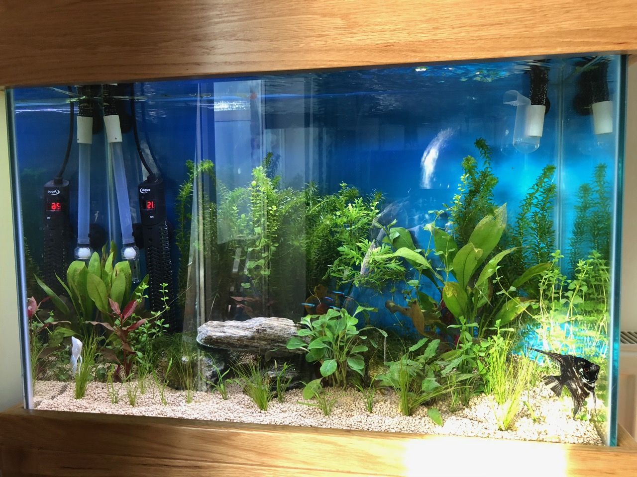 FishTank - 3.jpg