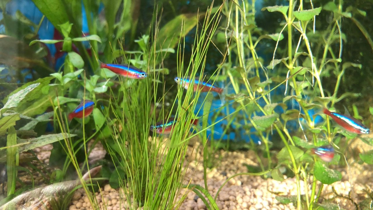 FishTank - 5.jpg