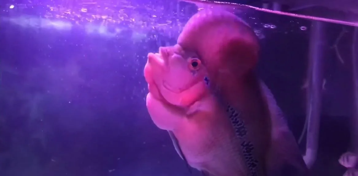 Flowerhorn cichlids fish price in india.JPG