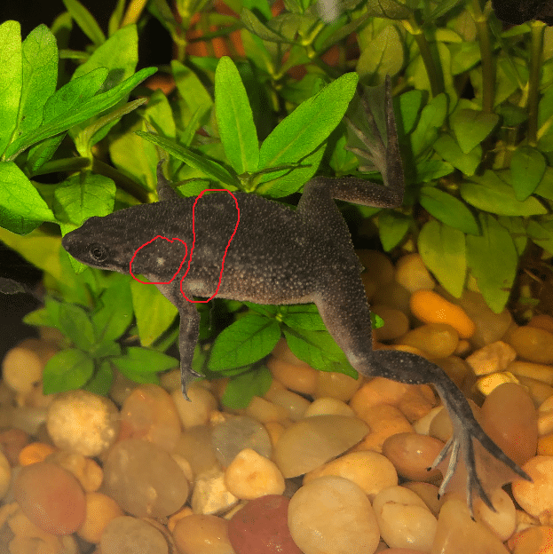 Frug.png
