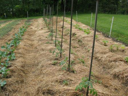 garden-w.jpg