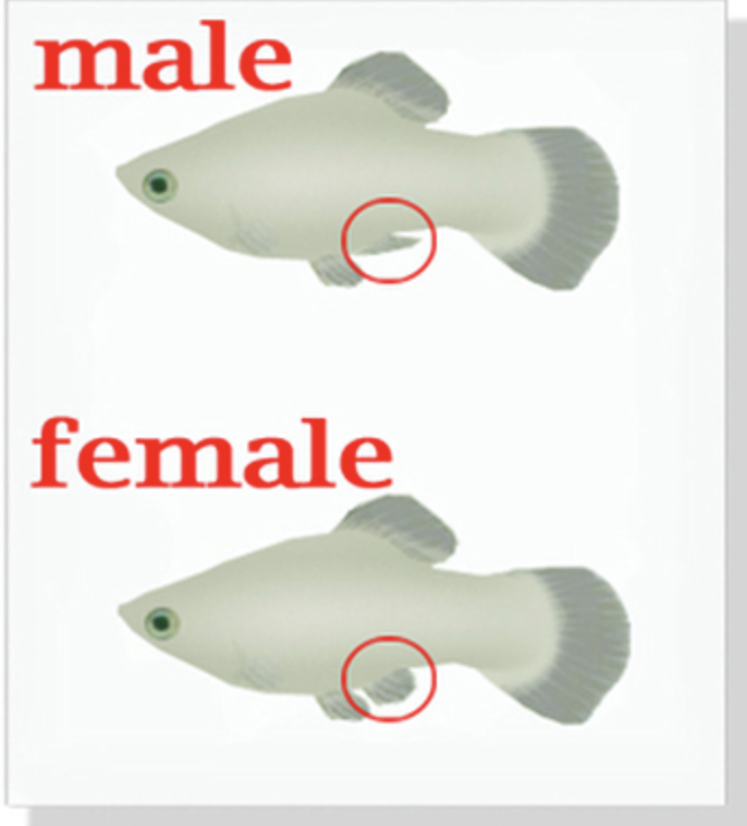 gender.png