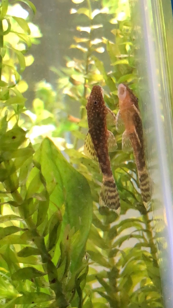 gouramipleco - 1.jpg
