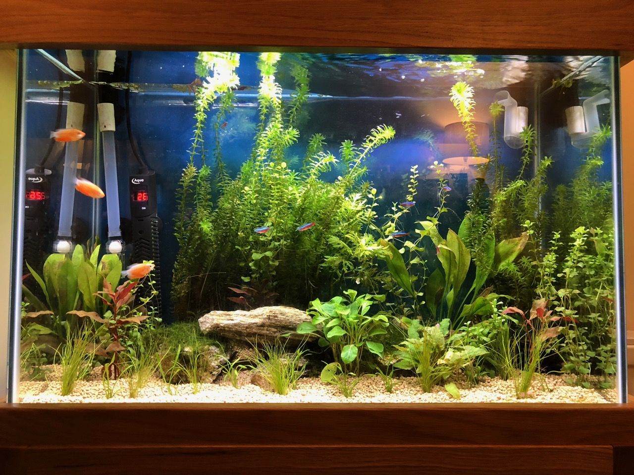 gouramipleco - 2.jpg